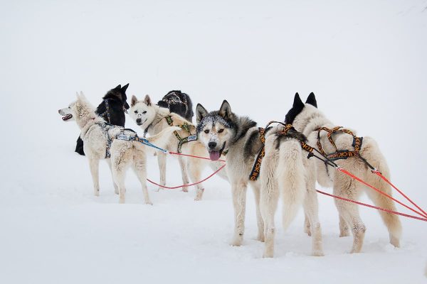 Hundeflokk som gleder seg til hundekjøringen begynner